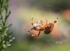 Garden (Cross) Spider (Araneus diadematus) Alan Prowse